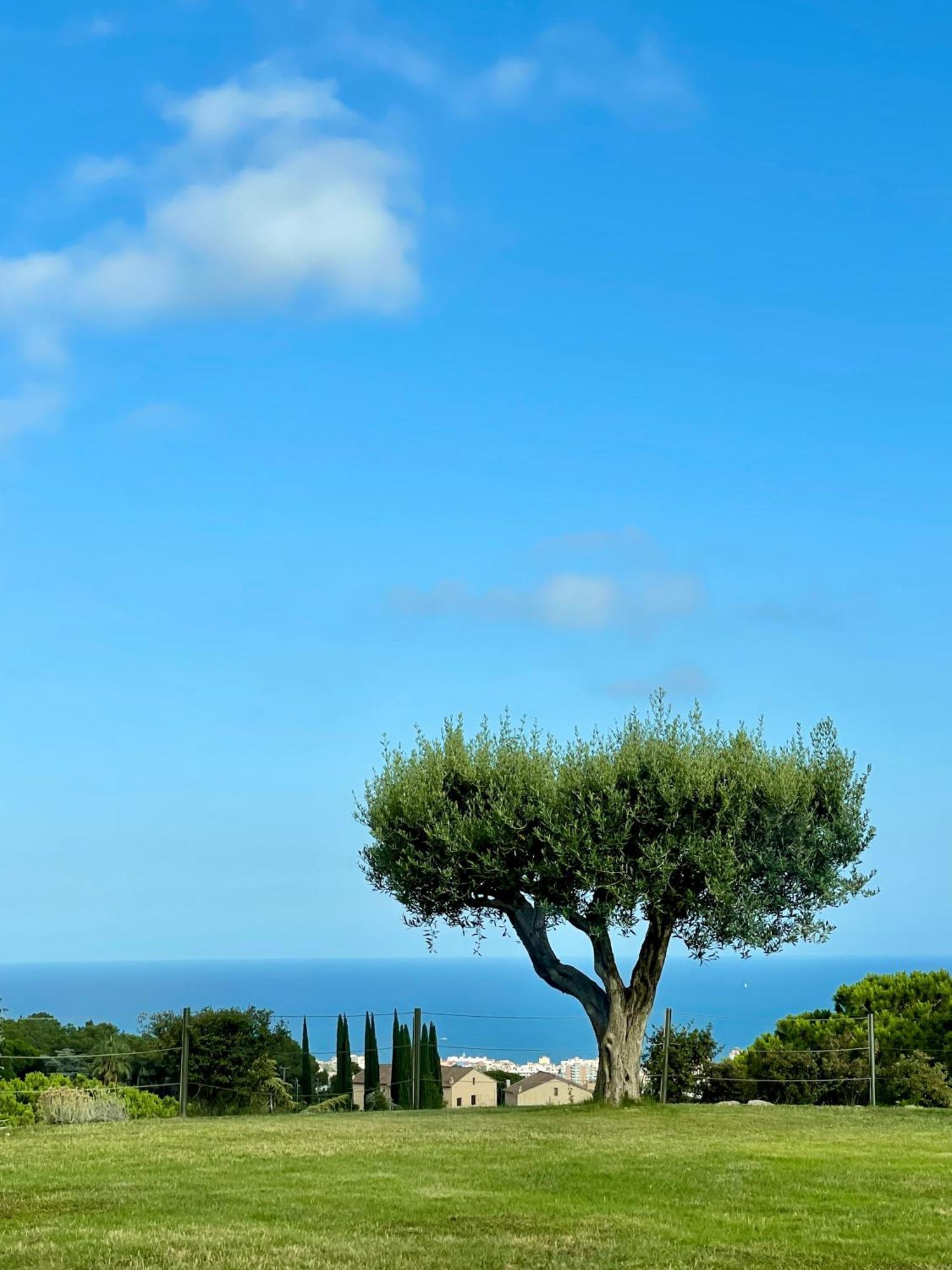 Palm Maresme - Suite With Bathroom And Terrasse With Ocean Views In A Private Villa Vilassar De Dalt Bagian luar foto